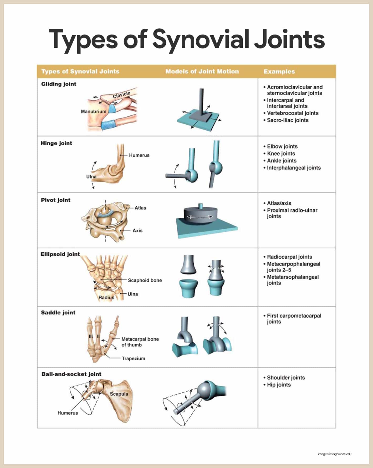 SKELETAL SYSTEM FUNCTIONS STRUCTURES PT Skills