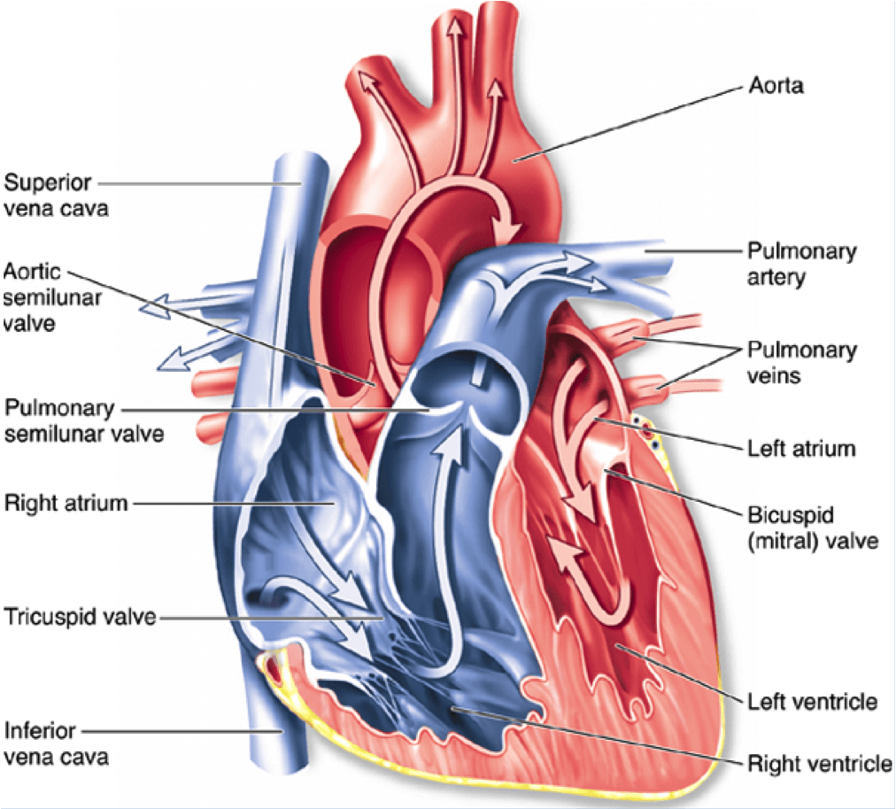 Structure and Function of the Heart