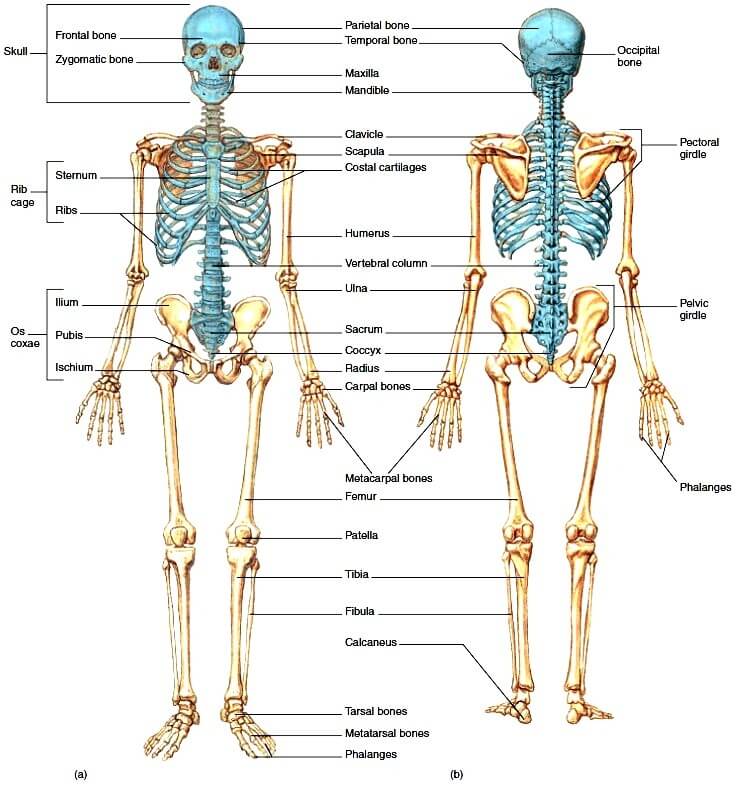 easy diagram of skeletal system